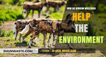 African Wild Dogs: Vital Role in Ecosystem Balance and Health