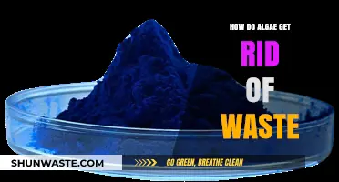 Algae's Waste Management: Efficient Strategies for Nutrient Recycling and Detoxification