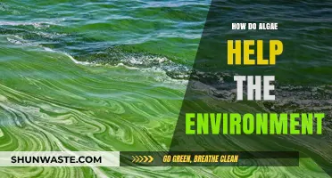 Algae's Eco-Impact: Unveiling Their Vital Role in Environmental Sustainability