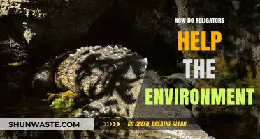 Alligators' Vital Role in Maintaining Healthy Ecosystems and Biodiversity