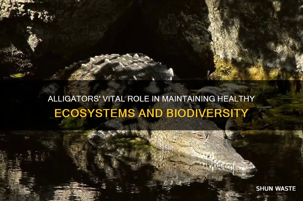 how do alligators help the environment