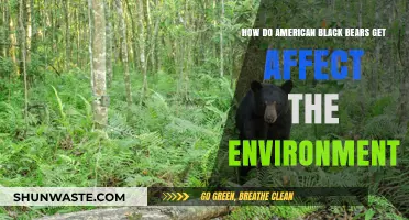 American Black Bears: Environmental Impact and Ecosystem Influence Explored