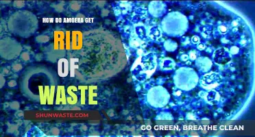 Amoeba Waste Disposal: Understanding Their Unique Excretion Process