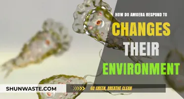 Amoeba's Adaptive Strategies: Responding to Environmental Changes and Challenges
