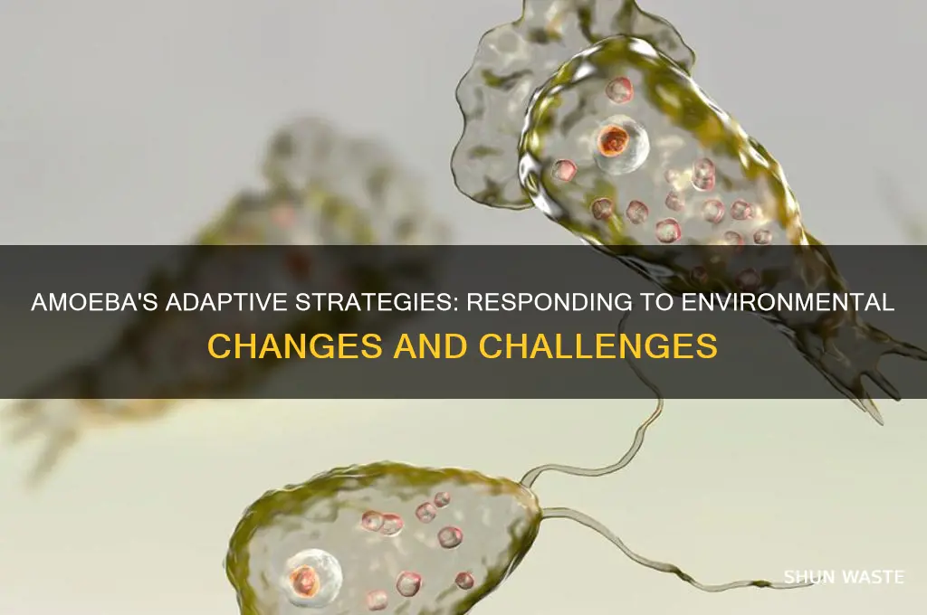 how do amoeba respond to changes their environment