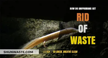Amphibian Waste Disposal: Understanding Their Unique Elimination Processes