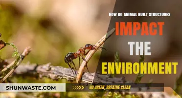 Animal Architects: How Their Structures Shape and Impact Ecosystems