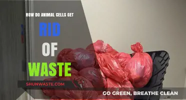 Efficient Waste Disposal: How Animal Cells Eliminate Toxins and Byproducts