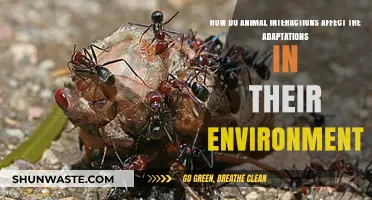 Animal Interactions: Shaping Environmental Adaptations and Ecosystem Dynamics