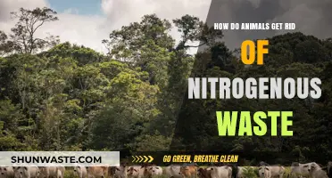 How Animals Eliminate Nitrogenous Waste: Efficient Detox Strategies Explained