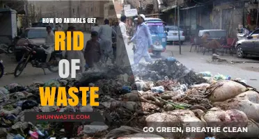 Animal Waste Disposal: Nature's Ingenious Methods Explained