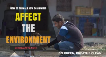 Animals' Impact: Shaping Ecosystems and Environmental Balance Explained