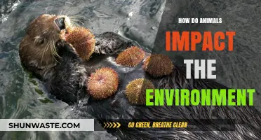 Animals' Environmental Impact: Shaping Ecosystems and Influencing Biodiversity
