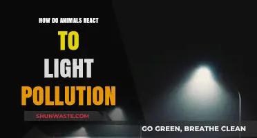 Light Pollution: Impacting Animal Behavior and Health