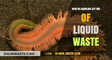 Annelids' Waste Management: How They Eliminate Liquid Waste Efficiently