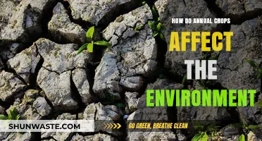 Annual Crops' Environmental Impact: Soil, Water, and Climate Effects Explained
