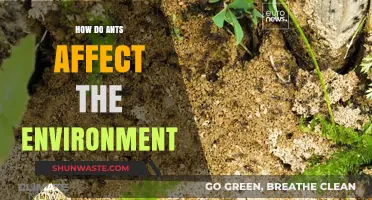 Ants' Environmental Impact: Tiny Creatures, Massive Ecological Influence Explained