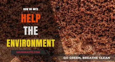 Ants' Vital Role: Boosting Ecosystems and Soil Health Naturally