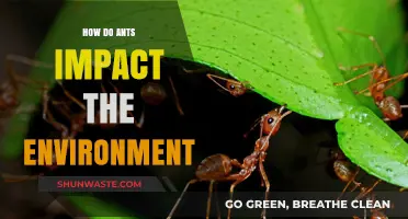 Ants' Ecological Role: Shaping Soils, Ecosystems, and Biodiversity Impact