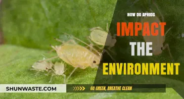 Aphids' Environmental Impact: Understanding Their Role in Ecosystems