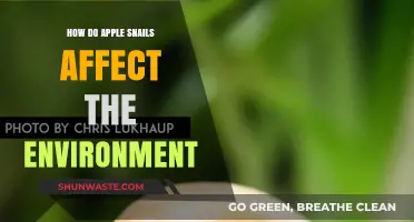 Apple Snails' Environmental Impact: Ecosystem Disruption and Ecological Consequences