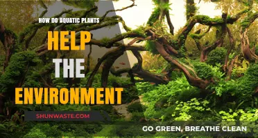 Aquatic Plants: Vital Environmental Allies for Clean Water and Ecosystems