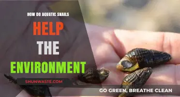 Aquatic Snails: Unsung Heroes in Maintaining Healthy Ecosystems
