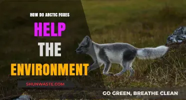 Arctic Foxes: Vital Roles in Ecosystem Balance and Environmental Health