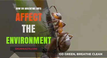 Argentine Ants: Environmental Impact and Ecosystem Disruption Explained