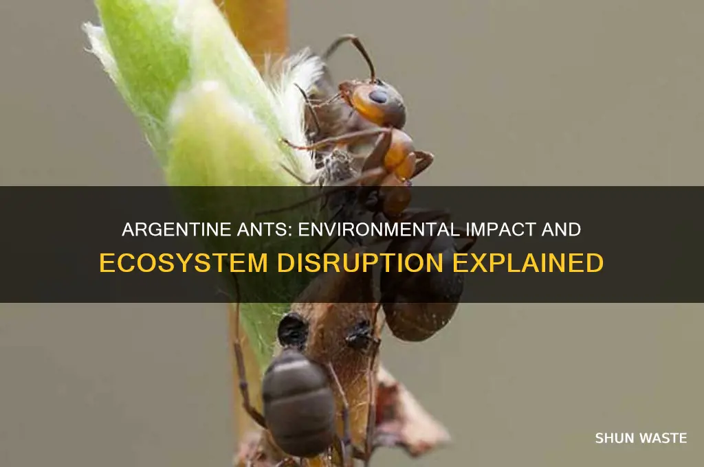 how do argentine ants affect the environment