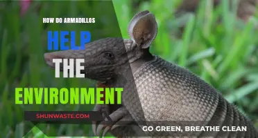 Armadillos: Unsung Eco-Heroes in Soil Health and Pest Control