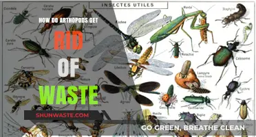 Arthropod Waste Management: Unveiling Their Unique Excretion Strategies