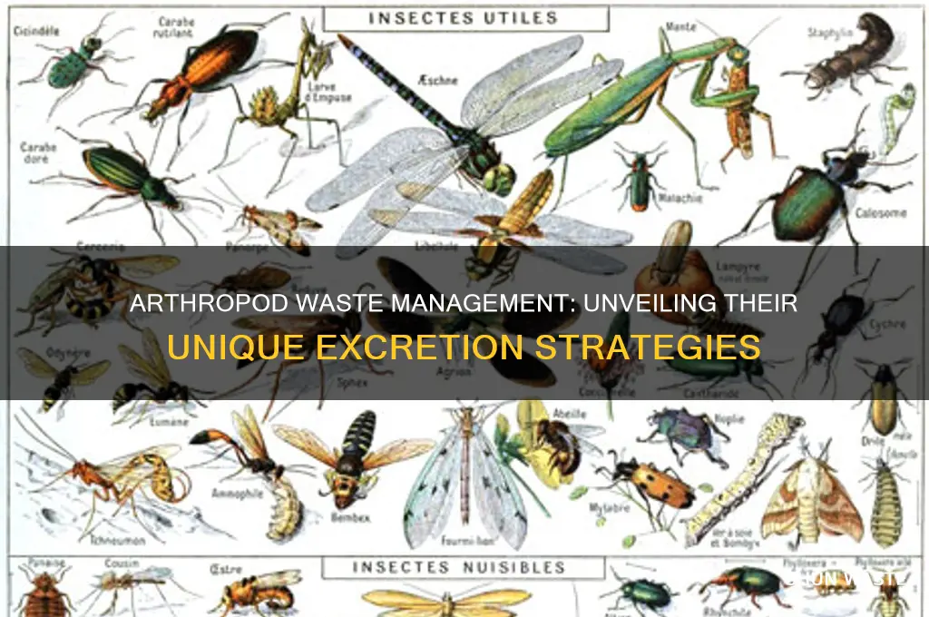 how do arthopods get rid of waste