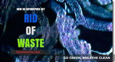 Arthropods' Waste Management: Unveiling Their Unique Excretion Strategies