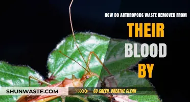 Arthropods' Blood Waste Removal: Unveiling Their Unique Detoxification Process
