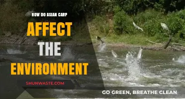 Asian Carp Invasion: Environmental Impacts and Ecosystem Disruption Explained