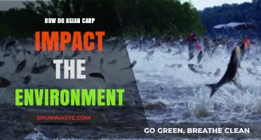 Asian Carp Invasion: Environmental Impacts and Ecosystem Disruption Explained