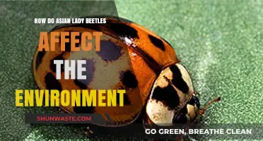 Asian Lady Beetles: Environmental Impact and Ecosystem Disruption Explained