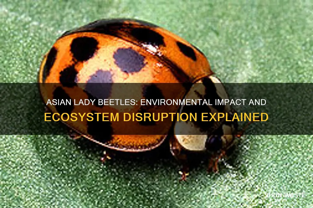how do asian lady beetles affect the environment