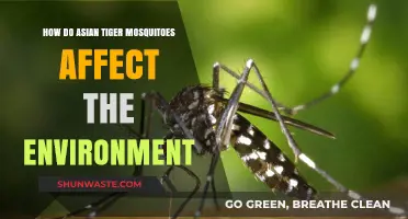 Asian Tiger Mosquitoes: Environmental Impact and Ecosystem Disruption Explained