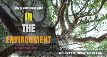Understanding Autotrophs: Environmental Role and Ecological Significance Explained