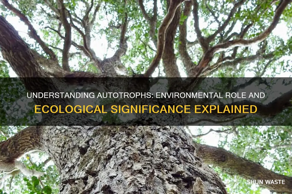 how do autotrophs work in the environment