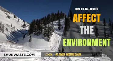 Avalanche Impacts: Environmental Consequences and Ecosystem Disruptions Explained