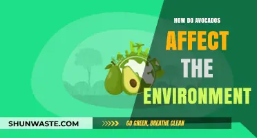 Avocados' Environmental Impact: Sustainability, Farming, and Ecological Consequences Explored