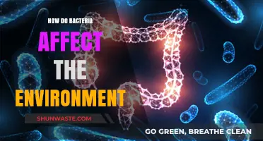 Bacterial Impact: Shaping Ecosystems and Environmental Balance Explained