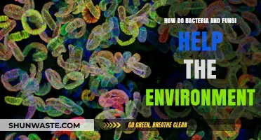 Microbial Allies: How Bacteria and Fungi Sustain Our Ecosystem