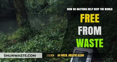 Bacteria's Vital Role in Recycling Earth's Waste Naturally