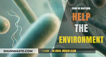 Bacteria's Vital Role: Enhancing Ecosystems and Environmental Health Naturally