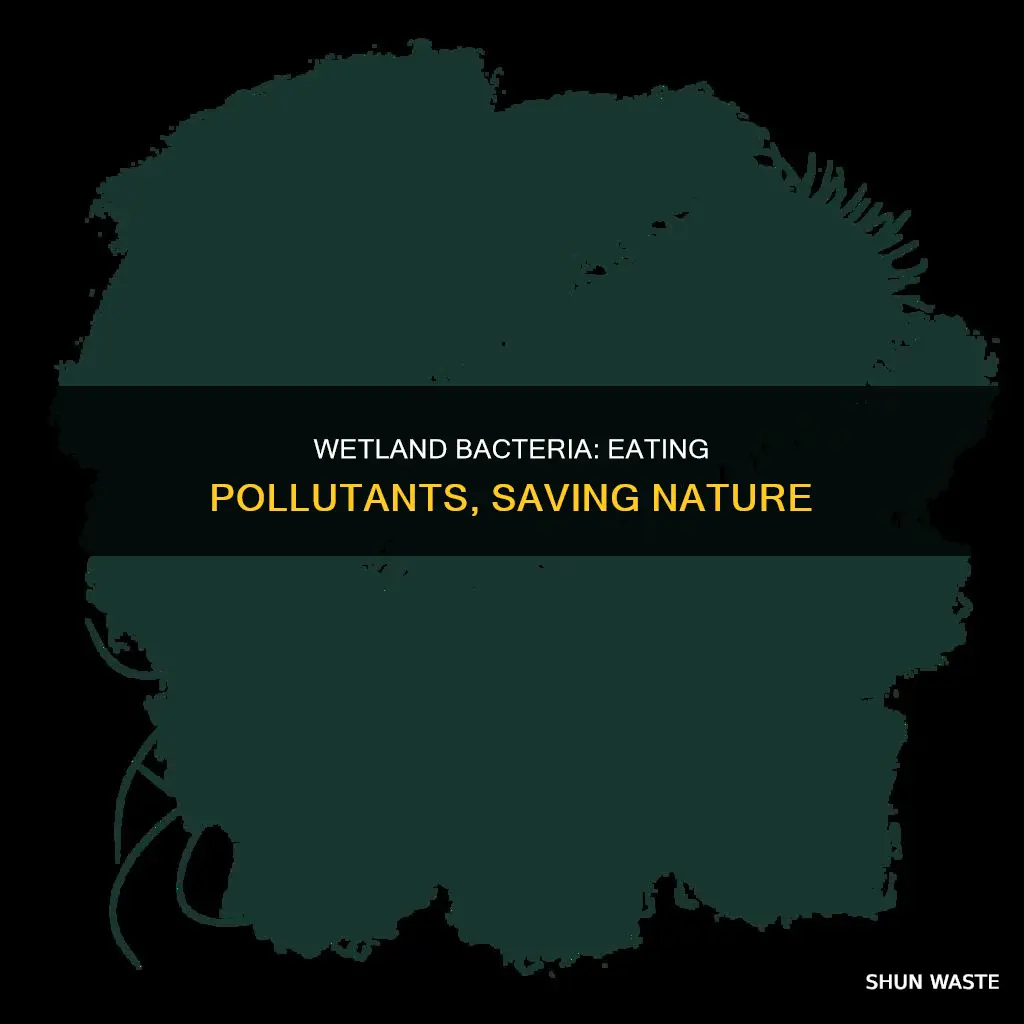 how do bacteria in wetlands eat pollutants