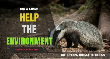 Badgers' Vital Role in Soil Health and Ecosystem Balance Explained